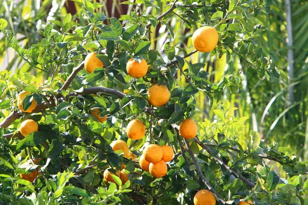 orange fruits in citrus garden in city park