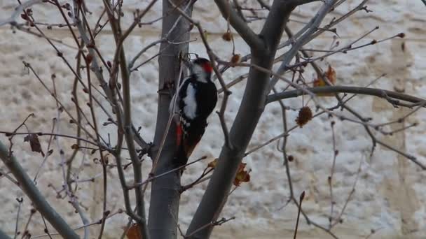 pic se cogne sur le bois avec son bec 