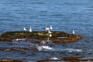 İsrail 'in kuzeyindeki Akdeniz' in kayalık kıyıları. 