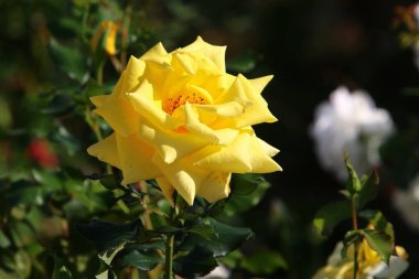 Kuzey İsrail 'deki bir şehir parkında bahar sarısı çiçekleri. Doğa ilkbaharda kapanıyor. 