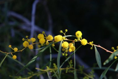 Kuzey İsrail 'deki bir şehir parkında bahar sarısı çiçekleri. Doğa ilkbaharda kapanıyor. 