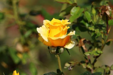 Kuzey İsrail 'deki bir şehir parkında bahar sarısı çiçekleri. Doğa ilkbaharda kapanıyor. 