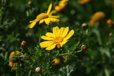 Kuzey İsrail 'deki bir şehir parkında bahar sarısı çiçekleri. Doğa ilkbaharda kapanıyor. 