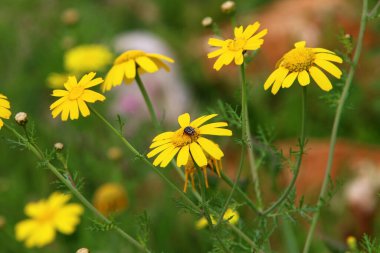 Kuzey İsrail 'deki bir şehir parkında bahar sarısı çiçekleri. Doğa ilkbaharda kapanıyor. 