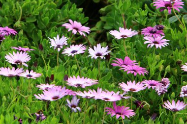 Kuzey İsrail 'deki bir şehir parkında vahşi kasımpatılar açıyor. 