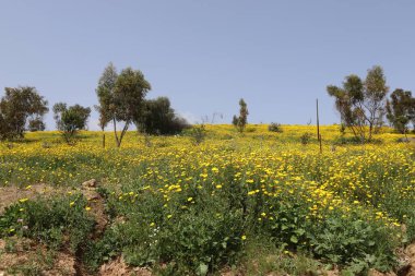 Kuzey İsrail 'deki bir şehir parkında vahşi kasımpatılar açıyor. 