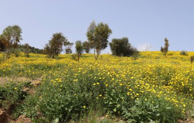 Kuzey İsrail 'deki bir şehir parkında vahşi kasımpatılar açıyor. 
