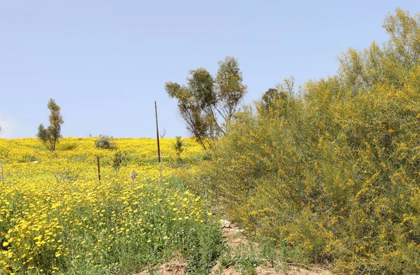 Kuzey İsrail 'deki bir şehir parkında vahşi kasımpatılar açıyor. 