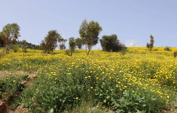 Kuzey İsrail 'deki bir şehir parkında vahşi kasımpatılar açıyor. 