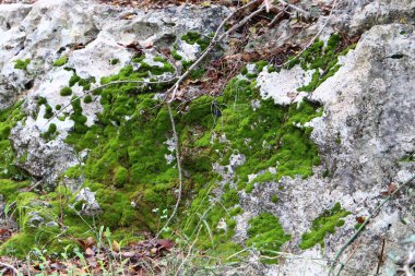 Kuzey İsrail 'deki dağlarda dağ kayaları ve büyük taşlar. 