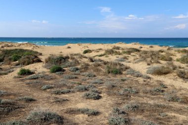 Akdeniz kıyılarındaki yeşil bitkiler ve çiçekler Kuzey İsrail 'de 