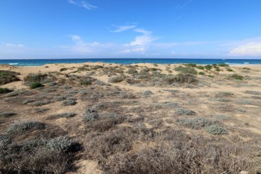 Akdeniz kıyılarındaki yeşil bitkiler ve çiçekler Kuzey İsrail 'de 