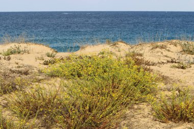 Akdeniz kıyılarındaki yeşil bitkiler ve çiçekler Kuzey İsrail 'de 