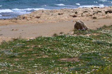 Akdeniz kıyılarındaki yeşil bitkiler ve çiçekler Kuzey İsrail 'de 