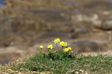 Akdeniz kıyılarındaki yeşil bitkiler ve çiçekler Kuzey İsrail 'de 