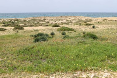 Akdeniz kıyılarındaki yeşil bitkiler ve çiçekler Kuzey İsrail 'de 