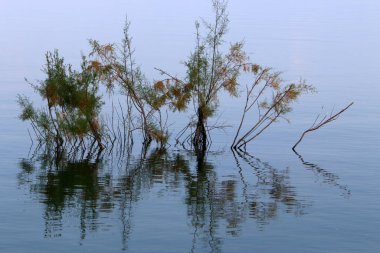 Kuzey İsrail 'deki Celile dağlarındaki Kinneret Gölü. Gölün kenarında ilkbahar bitkileri ve çiçekler. 