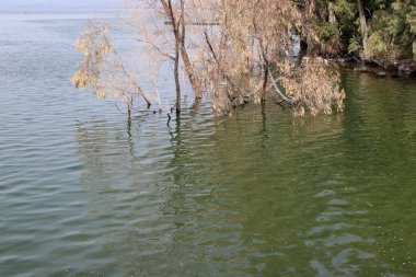 Kuzey İsrail 'deki Celile dağlarındaki Kinneret Gölü. Gölün kenarında ilkbahar bitkileri ve çiçekler. 