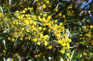 Şehir parkında çiçek açan mimoza ağacı. Sarı akasya çiçekleri güneşli bir bahar gününde 