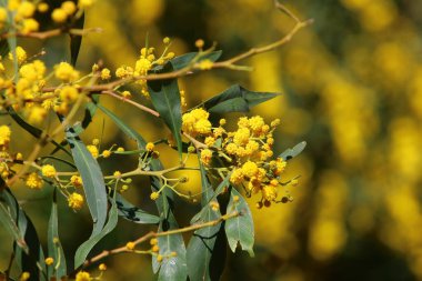 Şehir parkında çiçek açan mimoza ağacı. Sarı akasya çiçekleri güneşli bir bahar gününde 