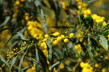 Şehir parkında çiçek açan mimoza ağacı. Sarı akasya çiçekleri güneşli bir bahar gününde 