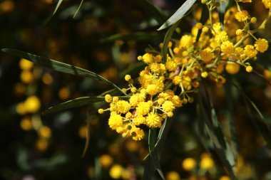 Şehir parkında çiçek açan mimoza ağacı. Sarı akasya çiçekleri güneşli bir bahar gününde 