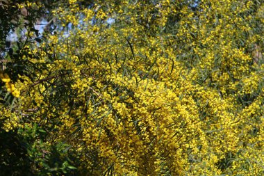 Şehir parkında çiçek açan mimoza ağacı. Sarı akasya çiçekleri güneşli bir bahar gününde 