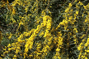 Şehir parkında çiçek açan mimoza ağacı. Sarı akasya çiçekleri güneşli bir bahar gününde 