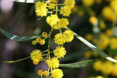 Şehir parkında çiçek açan mimoza ağacı. Sarı akasya çiçekleri güneşli bir bahar gününde 