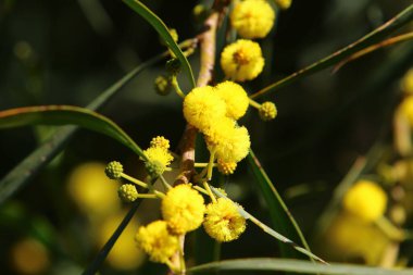 Şehir parkında çiçek açan mimoza ağacı. Sarı akasya çiçekleri güneşli bir bahar gününde 