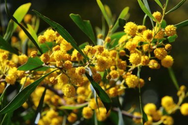 Şehir parkında çiçek açan mimoza ağacı. Sarı akasya çiçekleri güneşli bir bahar gününde 
