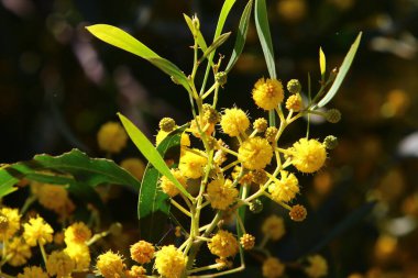 Şehir parkında çiçek açan mimoza ağacı. Sarı akasya çiçekleri güneşli bir bahar gününde 