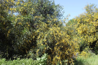 Şehir parkında çiçek açan mimoza ağacı. Sarı akasya çiçekleri güneşli bir bahar gününde 