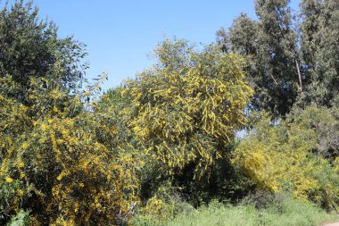 Şehir parkında çiçek açan mimoza ağacı. Sarı akasya çiçekleri güneşli bir bahar gününde 