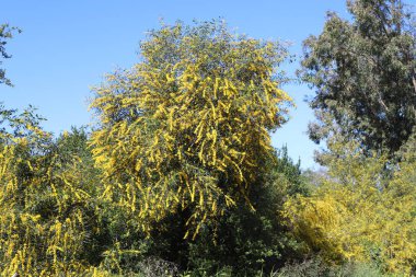 Şehir parkında çiçek açan mimoza ağacı. Sarı akasya çiçekleri güneşli bir bahar gününde 