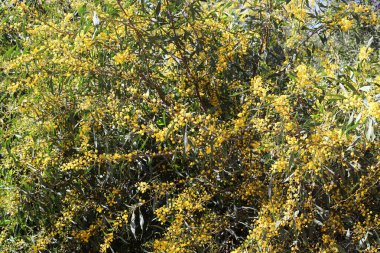 Şehir parkında çiçek açan mimoza ağacı. Sarı akasya çiçekleri güneşli bir bahar gününde 