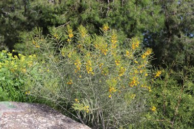 Şehir parkında çiçek açan mimoza ağacı. Sarı akasya çiçekleri güneşli bir bahar gününde 