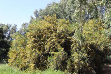 Şehir parkında çiçek açan mimoza ağacı. Sarı akasya çiçekleri güneşli bir bahar gününde 
