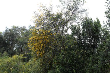 Şehir parkında çiçek açan mimoza ağacı. Sarı akasya çiçekleri güneşli bir bahar gününde 