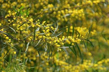 Şehir parkında çiçek açan mimoza ağacı. Sarı akasya çiçekleri güneşli bir bahar gününde 