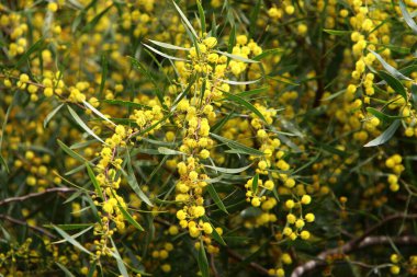 Şehir parkında çiçek açan mimoza ağacı. Sarı akasya çiçekleri güneşli bir bahar gününde 