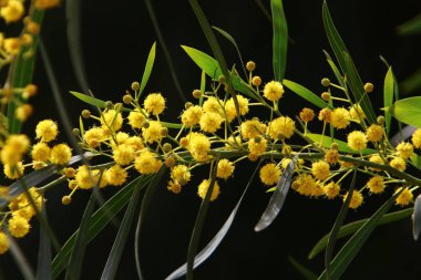 Şehir parkında çiçek açan mimoza ağacı. Sarı akasya çiçekleri güneşli bir bahar gününde 