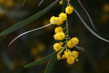Şehir parkında çiçek açan mimoza ağacı. Sarı akasya çiçekleri güneşli bir bahar gününde 