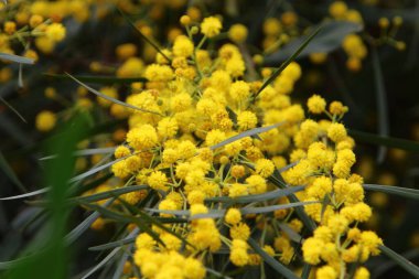 Şehir parkında çiçek açan mimoza ağacı. Sarı akasya çiçekleri güneşli bir bahar gününde 