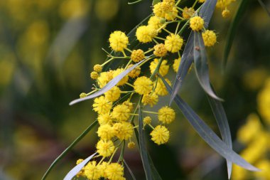 Şehir parkında çiçek açan mimoza ağacı. Sarı akasya çiçekleri güneşli bir bahar gününde 