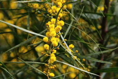 Şehir parkında çiçek açan mimoza ağacı. Sarı akasya çiçekleri güneşli bir bahar gününde 