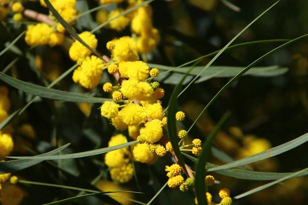 Şehir parkında çiçek açan mimoza ağacı. Sarı akasya çiçekleri güneşli bir bahar gününde 