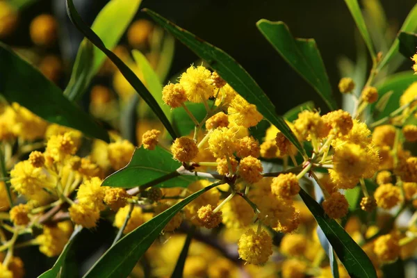 Şehir parkında çiçek açan mimoza ağacı. Sarı akasya çiçekleri güneşli bir bahar gününde 