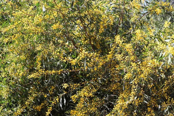 Şehir parkında çiçek açan mimoza ağacı. Sarı akasya çiçekleri güneşli bir bahar gününde 
