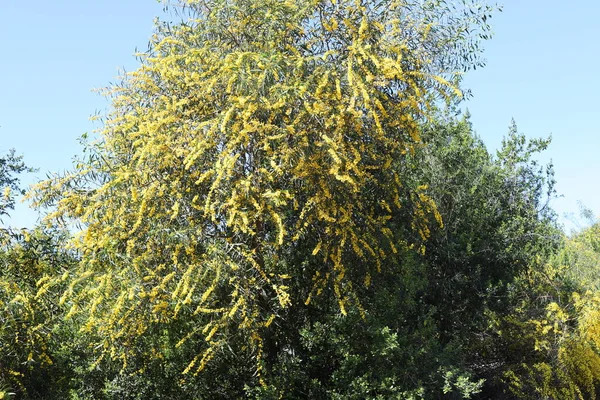 Şehir parkında çiçek açan mimoza ağacı. Sarı akasya çiçekleri güneşli bir bahar gününde 